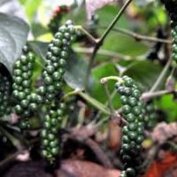 Green Pepper - Image 3